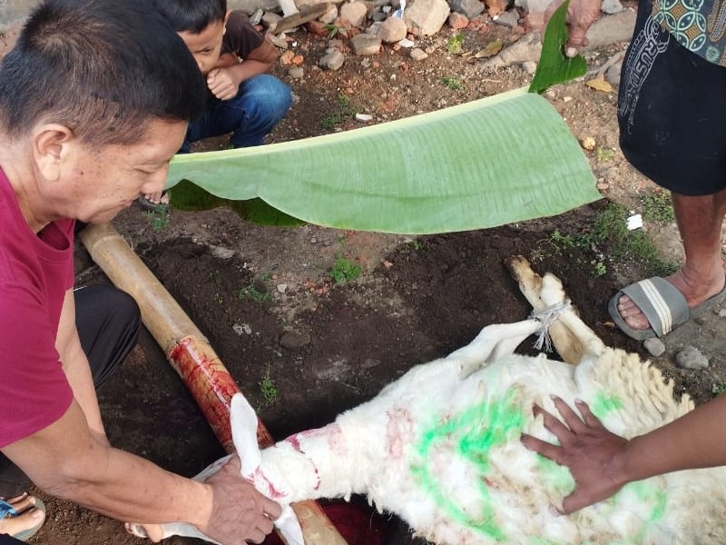 SD Negeri 2 Landangan Gelar Penyembelihan Hewan Qurban Tahun 2026